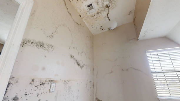 Best Comprehensive Air Testing for Mold Contaminants  in Millville, UT