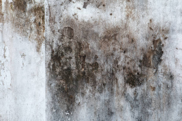Best Biohazard Mold Removal  in Millville, UT