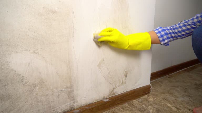 Best Water Damage & Mold Remediation  in Millville, UT