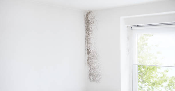  Millville, UT Mold Removal Pros