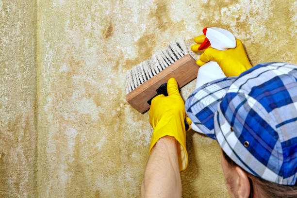 Professional Mold Removal in Millville, UT