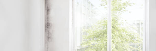 Best Residential Mold Inspection & Testing  in Millville, UT