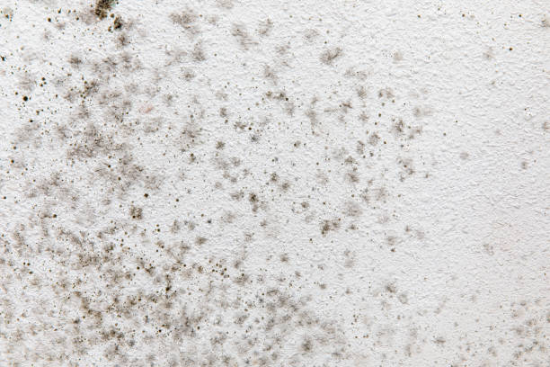 Best Environmental Consulting for Mold Prevention  in Millville, UT